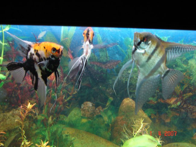 Akvarij april 2007 - foto povečava
