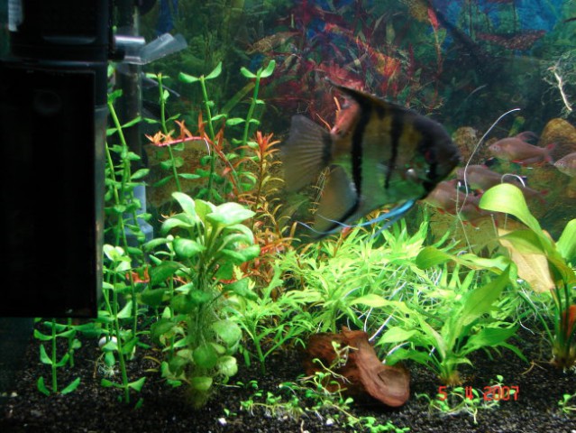 Akvarij april 2007 - foto