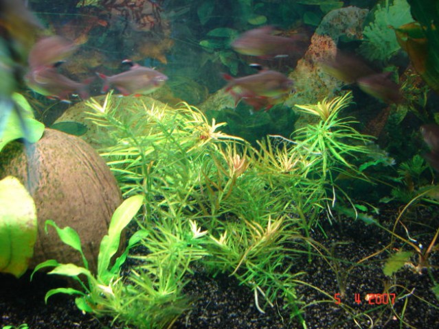 Akvarij april 2007 - foto