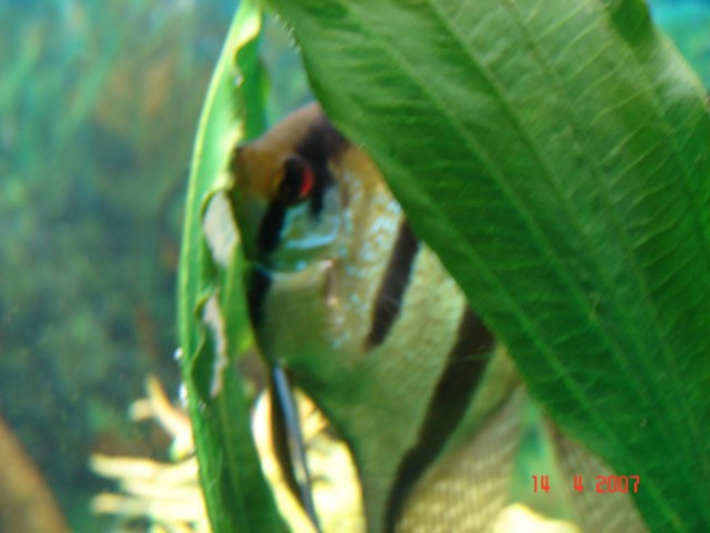 Akvarij april 2007 - foto
