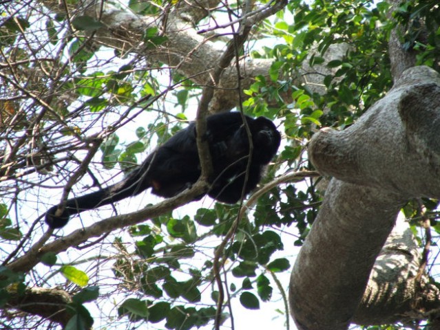 Bolivija-opica(črni vriskač)