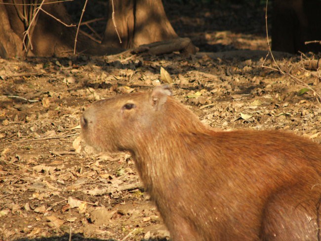 Bolivija-Kapibara