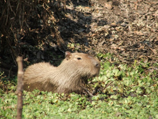 Bolivija-Kapibara