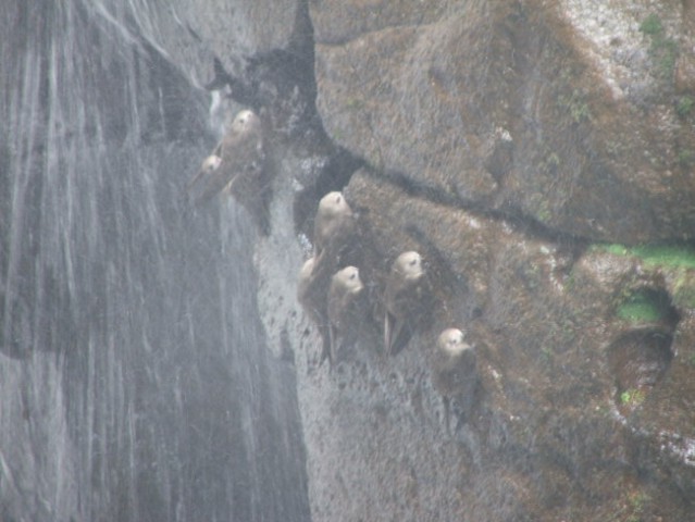 Iguacu