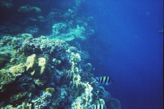 Egipt_pod morsko gladino - foto