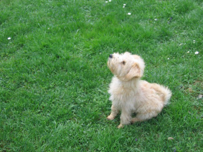 Bevin-lakeland terier - foto povečava