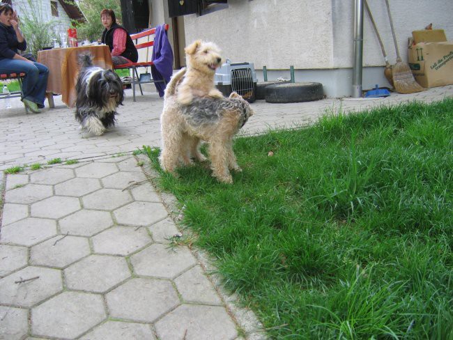 Bevin-lakeland terier - foto povečava