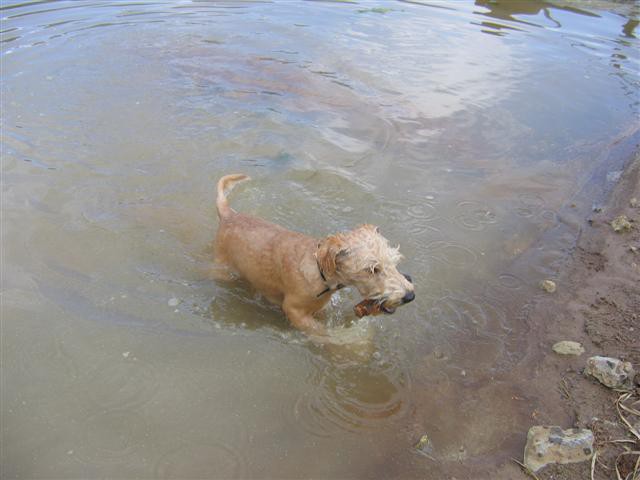 Bevin-lakeland terier - foto povečava