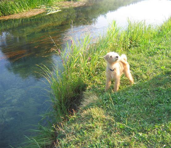 Alf poletje 2006 - foto