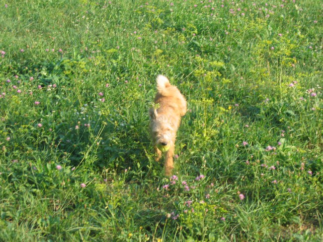 Alf poletje 2006 - foto povečava