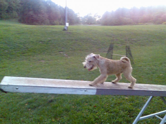Alf in agility - foto