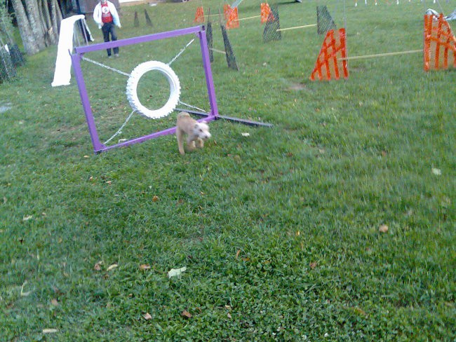 Alf in agility - foto povečava