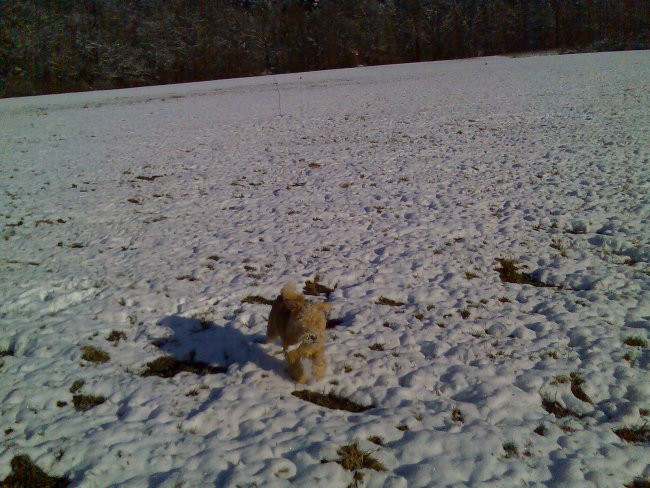 Alf-zima 2007 - foto povečava
