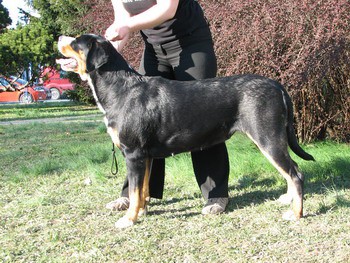 CACIB Zagreb 2008 - foto