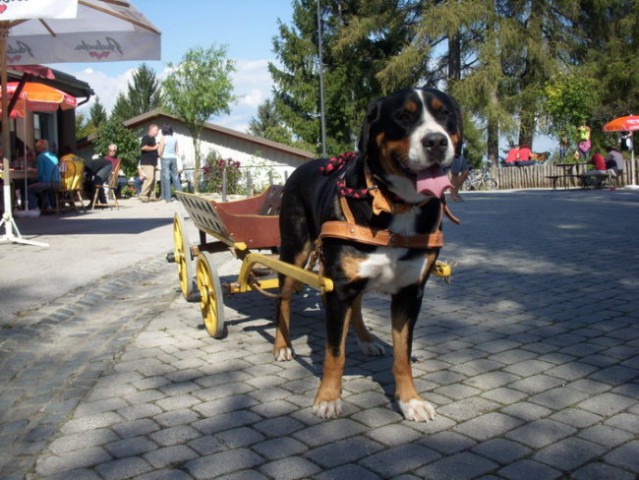 Piknik na Jančah, 15.9.2007 - foto