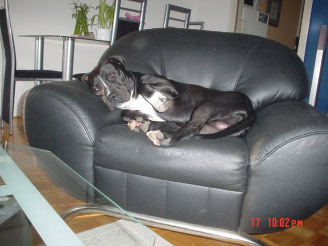 BLACKY(1LETO)APTB - foto