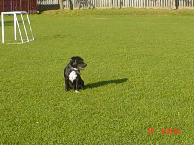 BLACKY(1LETO)APTB - foto povečava