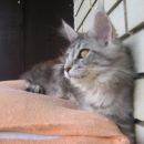 ta njen pogled in profil.... :)