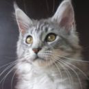 Kak se pa ne maram slikat!