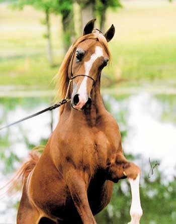 Arabski konji - foto povečava