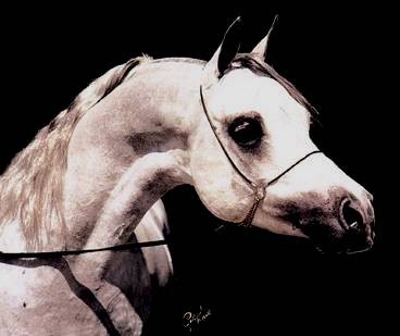 Arabski konji - foto