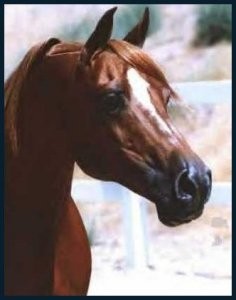 Arabski konji - foto povečava