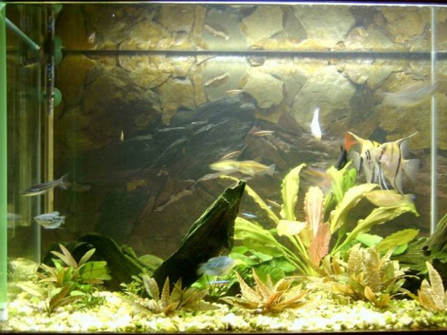 Moj akvarij (250l)