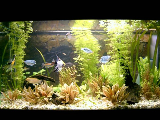 Glavna slika akvarija