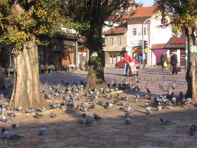 Golobčki v najstarejšem in po mnenju mnogih najlepšem delu Sarajeva so že pokonci. (okt.05