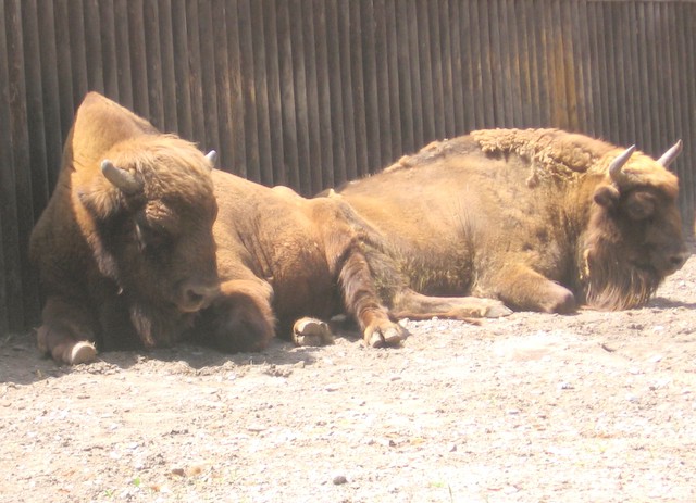 ZOO Zagreb - foto