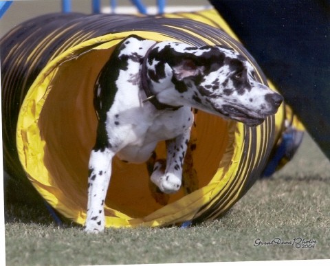 Agility - foto