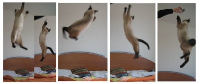 Leteča mačka - Dina v lovu za miško :)