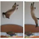 Leteča mačka - Dina v lovu za miško :)