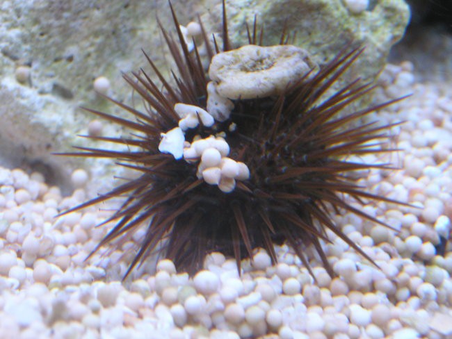Morski akvarij 200L - foto povečava
