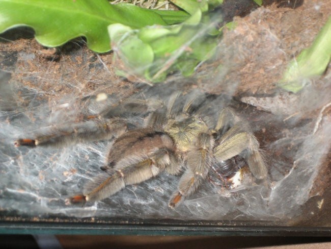 P.Cambridgei