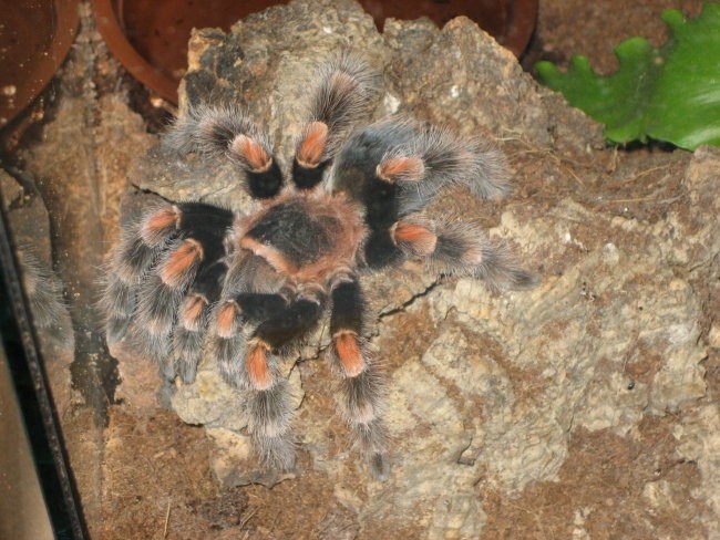 B.Smithi...