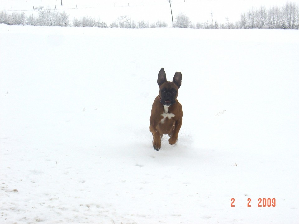 Boxer - foto povečava