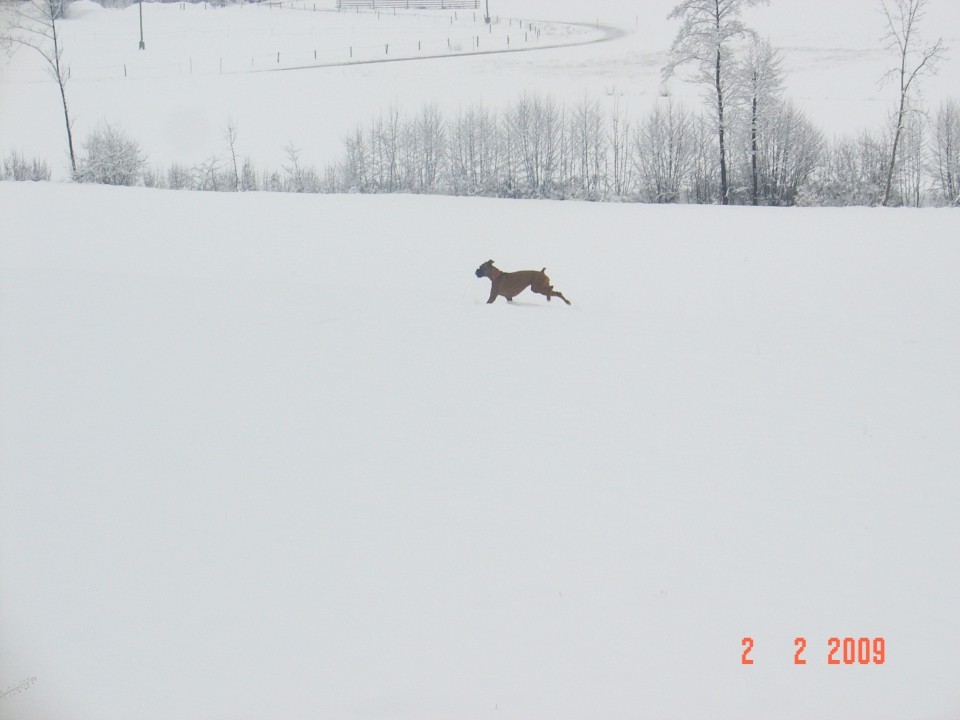 Boxer - foto povečava