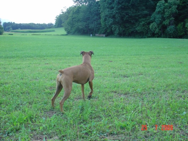 Boxer - foto