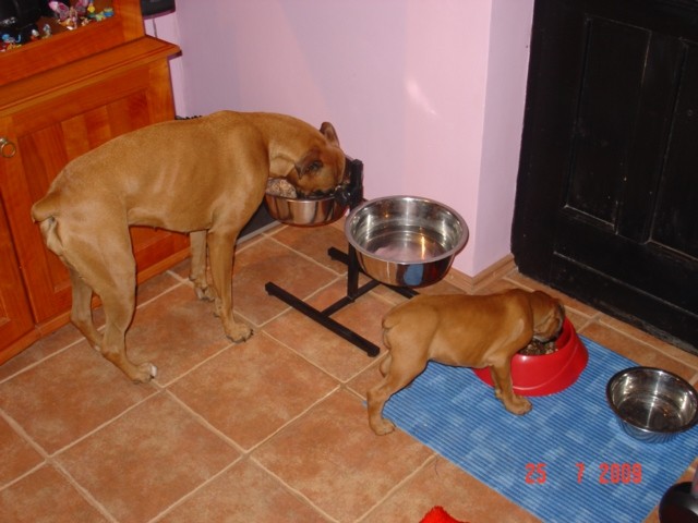 Boxer - foto povečava