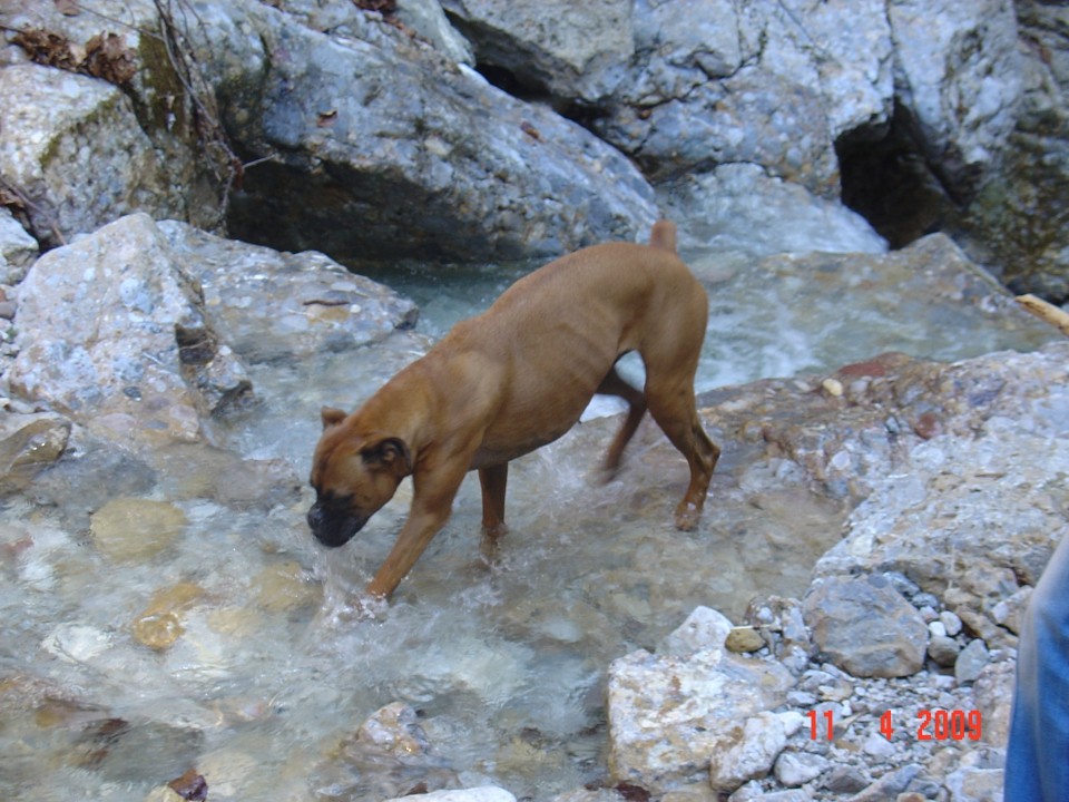 Boxer - foto povečava