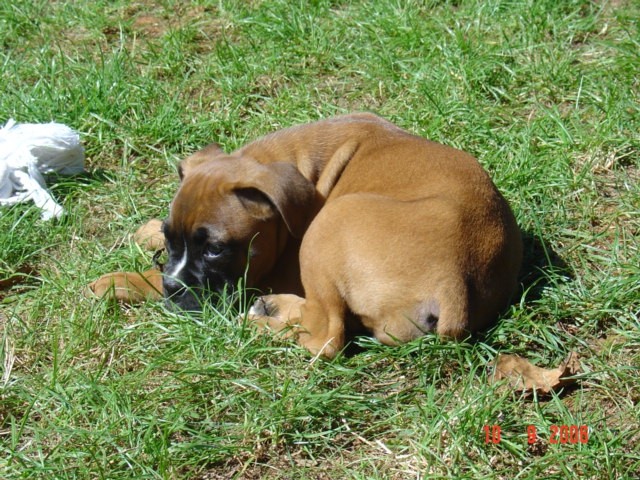 Boxer - foto povečava