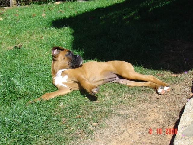 Boxer - foto