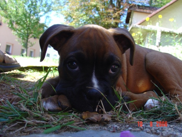 Boxer - foto povečava