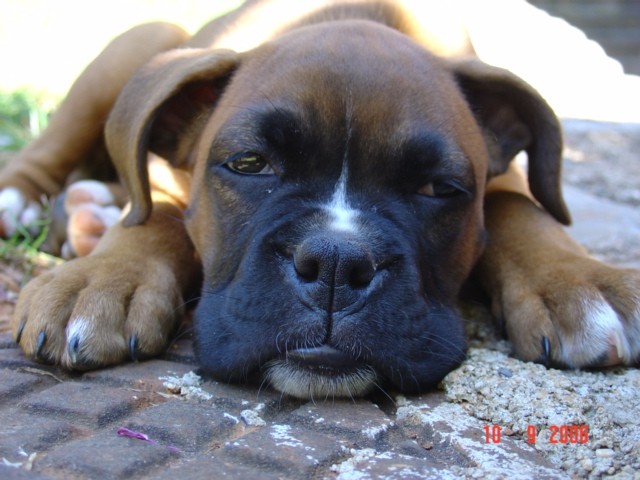 Boxer - foto