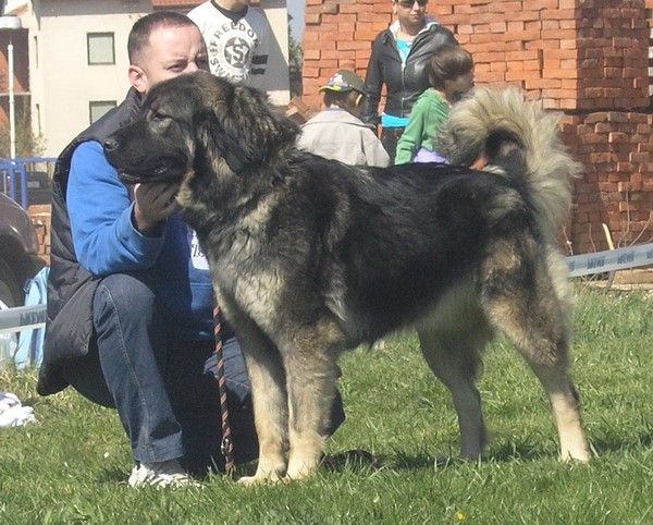 Mura od MIV-a - foto povečava