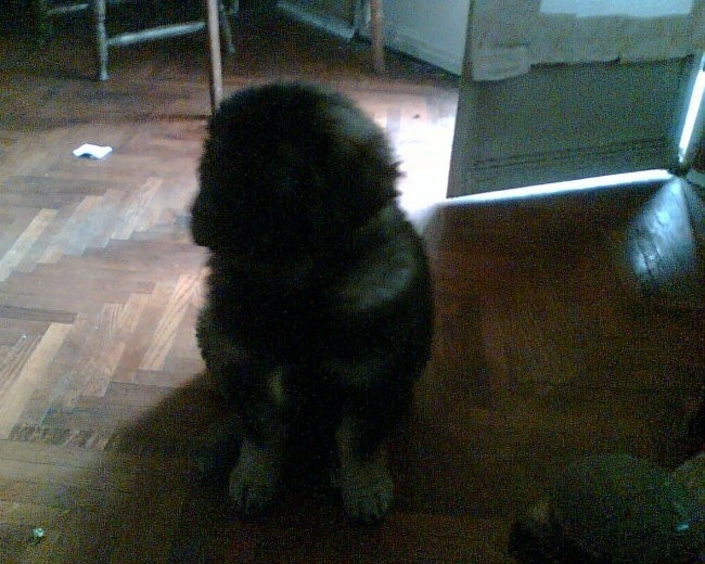 2 meseca