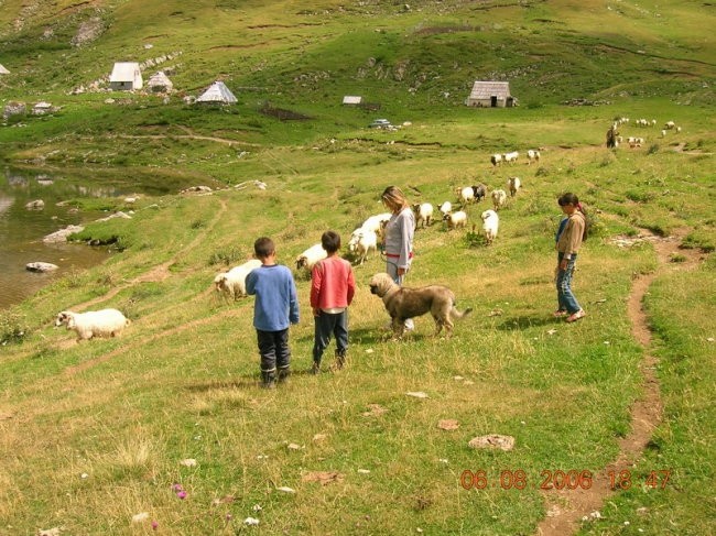 Mura sa ovcama