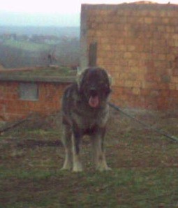 MURA od MIV-a 
9,5 meseci