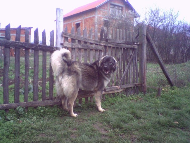 11. meseci (5)